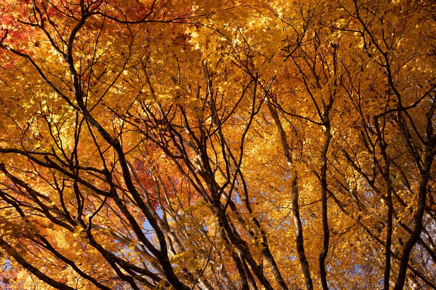 日光の紅葉