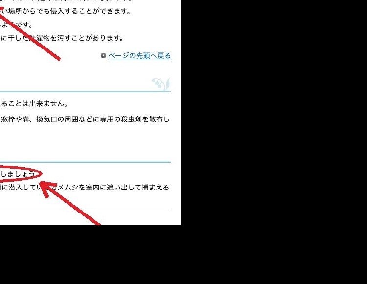 札幌市のカメムシのページ。①10月中旬頃、越冬のため屋内へ侵入する ②つぶさないようにガムテープなどで捕まえる