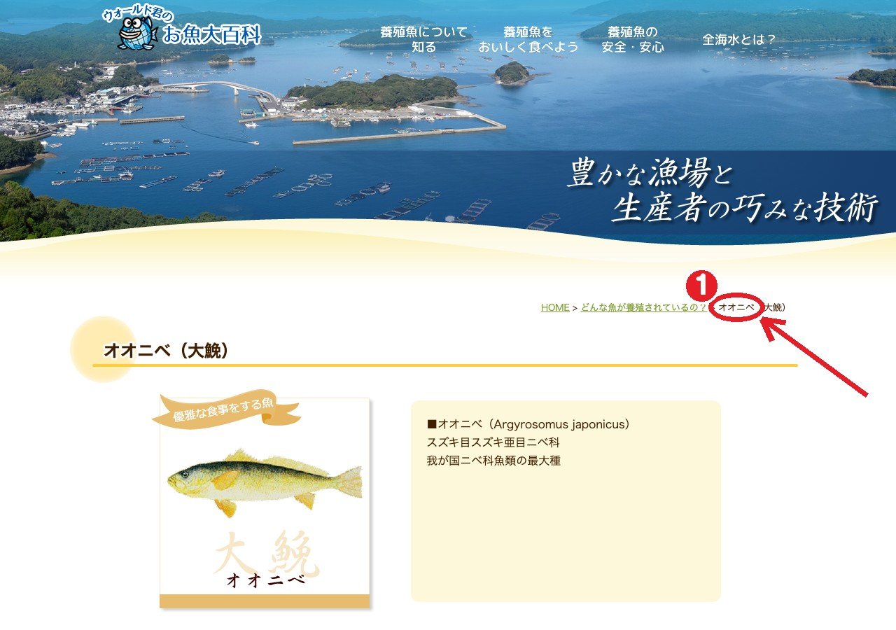 全国海水養魚協会「オオニベ（大鮸）」のページ。①魚種の説明