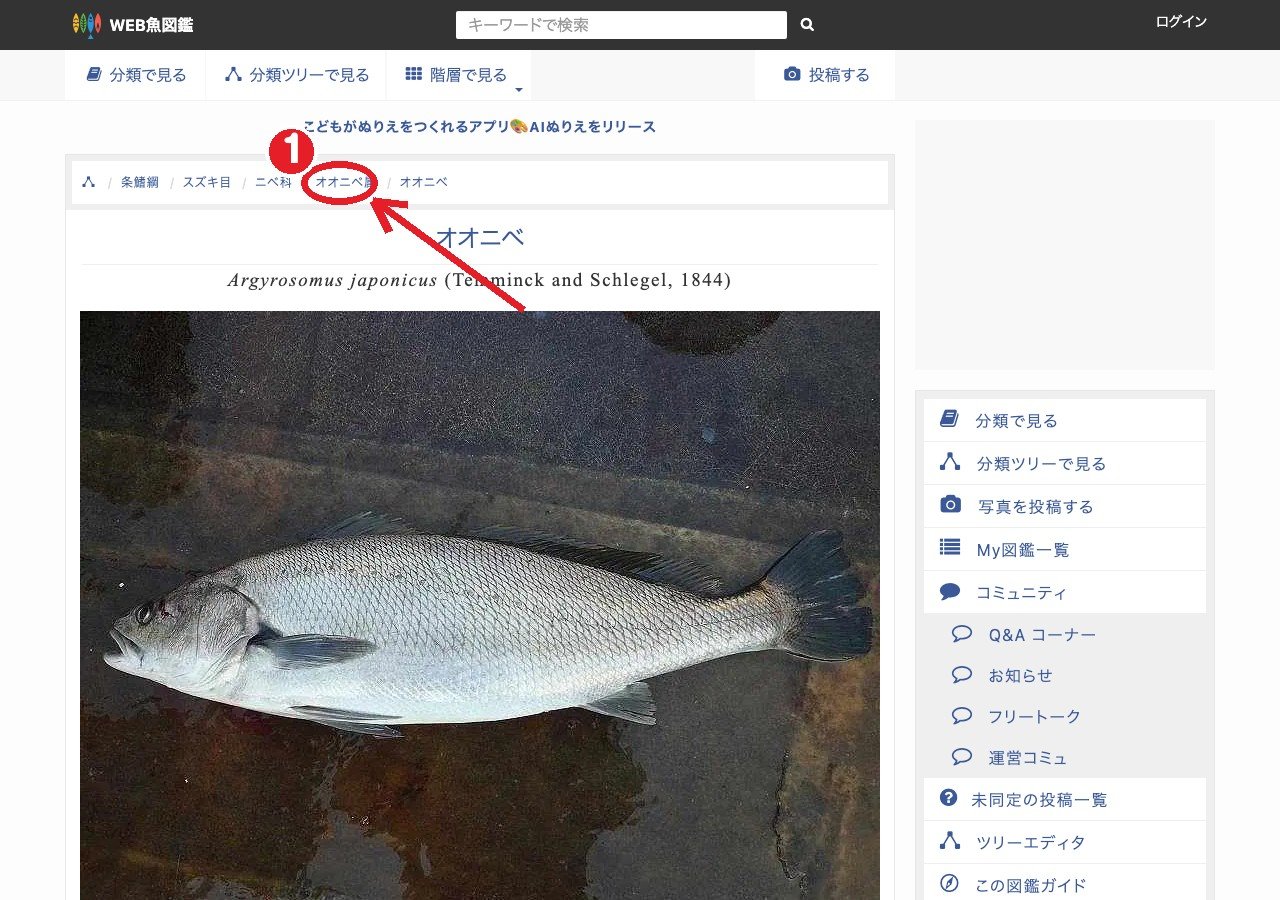 WEB魚図鑑「オオニベ」のページ。①図鑑の見出し