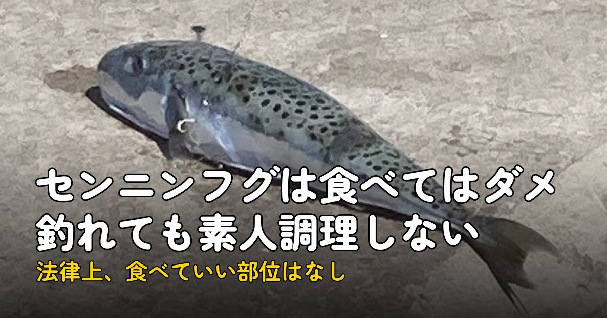 センニンフグ｜筋肉の毒は36匹中11匹、釣れても調理NG