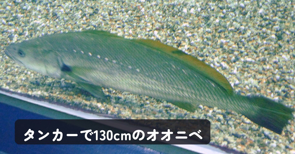 タンカーで釣れたオオニベ130cm、乗組員12人で完食