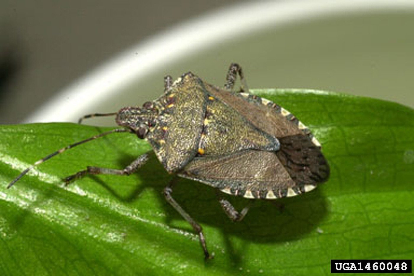 クサギカメムシ（学名 Halyomorpha halys、写真: David R. Lance, USDA APHIS PPQ / CC BY 3.0 us（ウィキメディア・コモンズ）、イメージ写真）