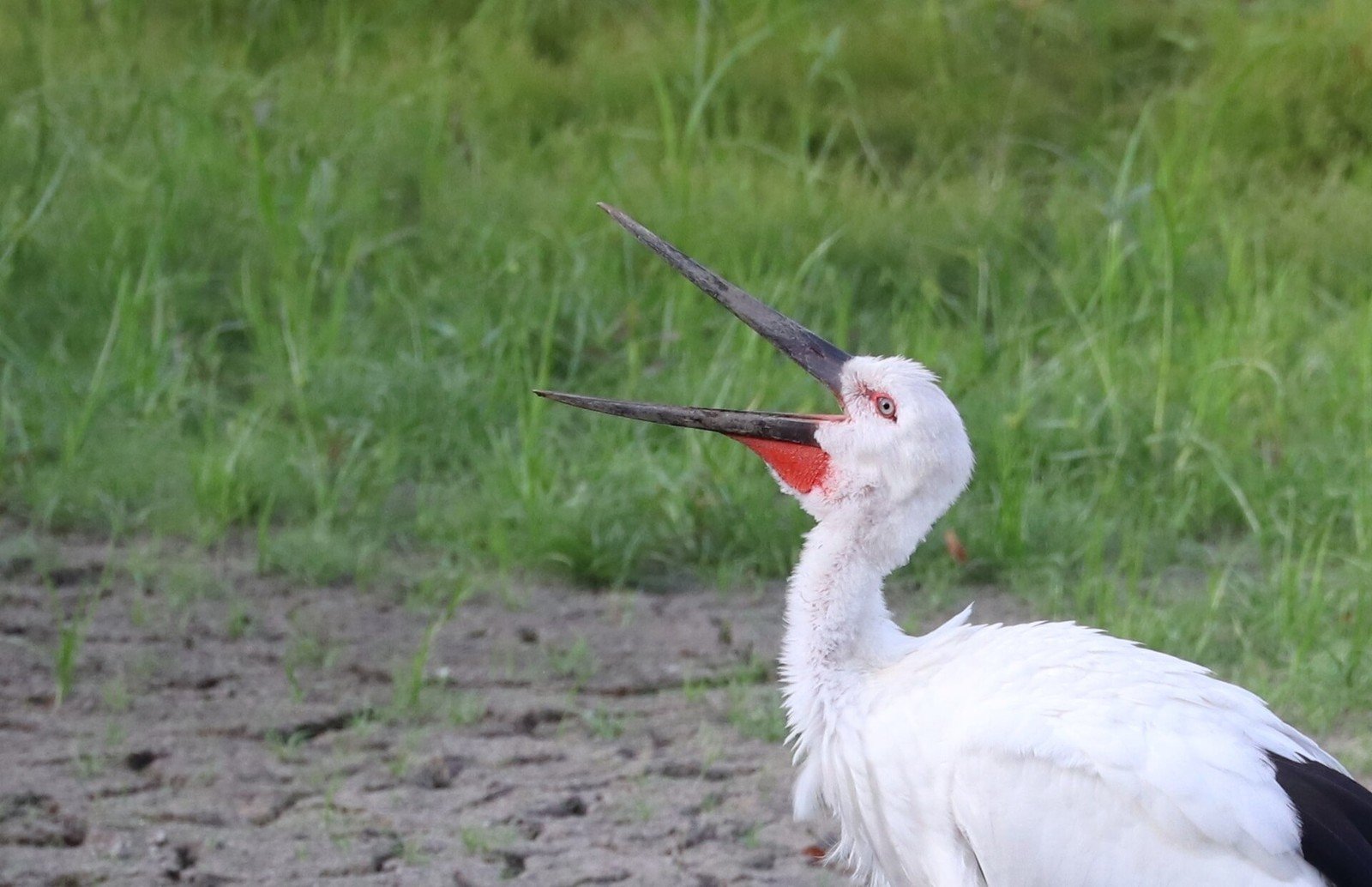 くちばしを鳴らすコウノトリ（写真: Se Lena / CC BY 4.0（ウィキメディア・コモンズ）、イメージ写真）