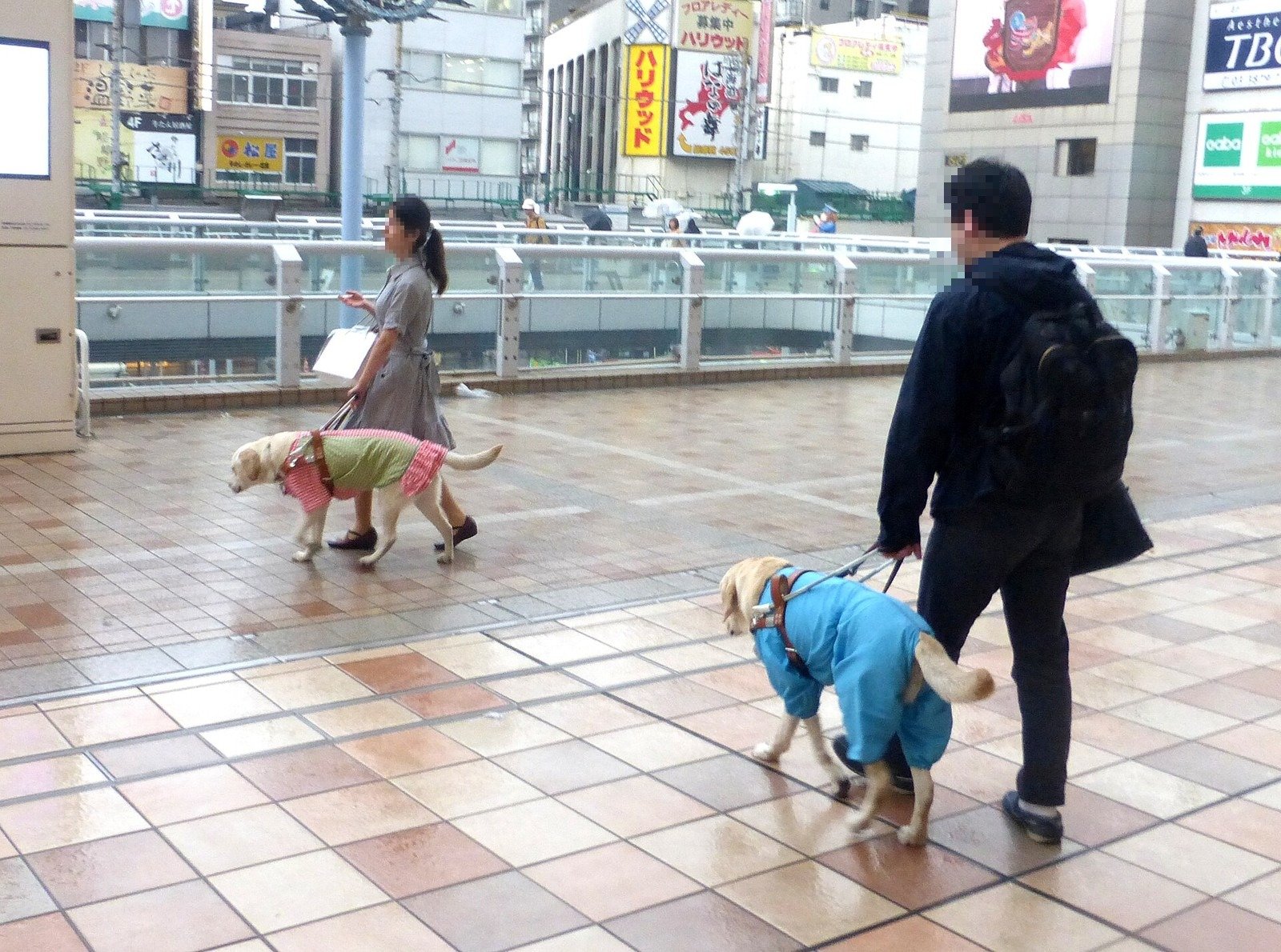 東京・北千住の駅前を歩く盲導犬たち（写真: Nesnad / CC BY-SA 4.0（ウィキメディア・コモンズ）、イメージ写真、人物は加工）