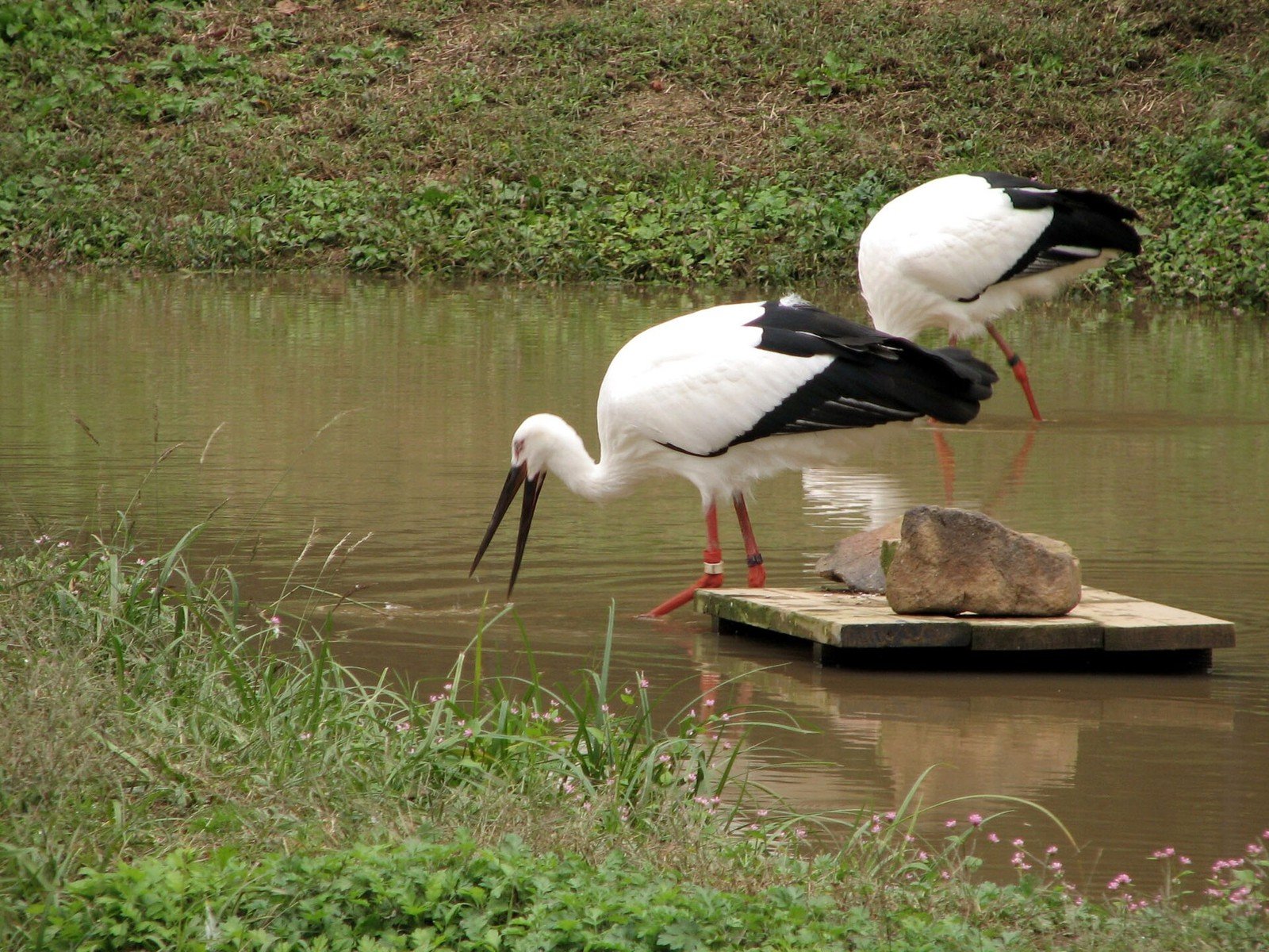 池で餌を探す2羽のコウノトリ（写真: pelican from Tokyo, Japan / CC BY-SA 2.0（ウィキメディア・コモンズ）、イメージ写真）