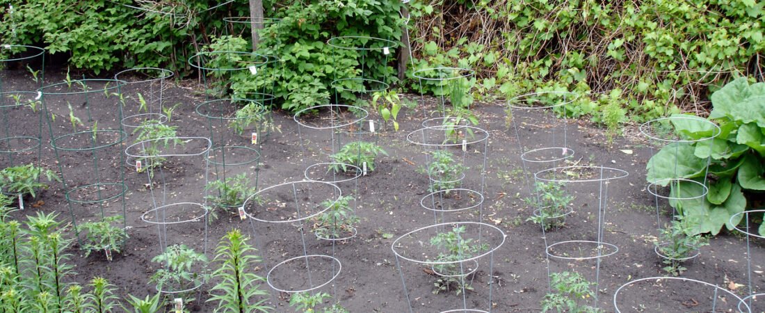 「11株も植えれば十分でしょ」→2カ月後、庭がトマトジャングルになっていた