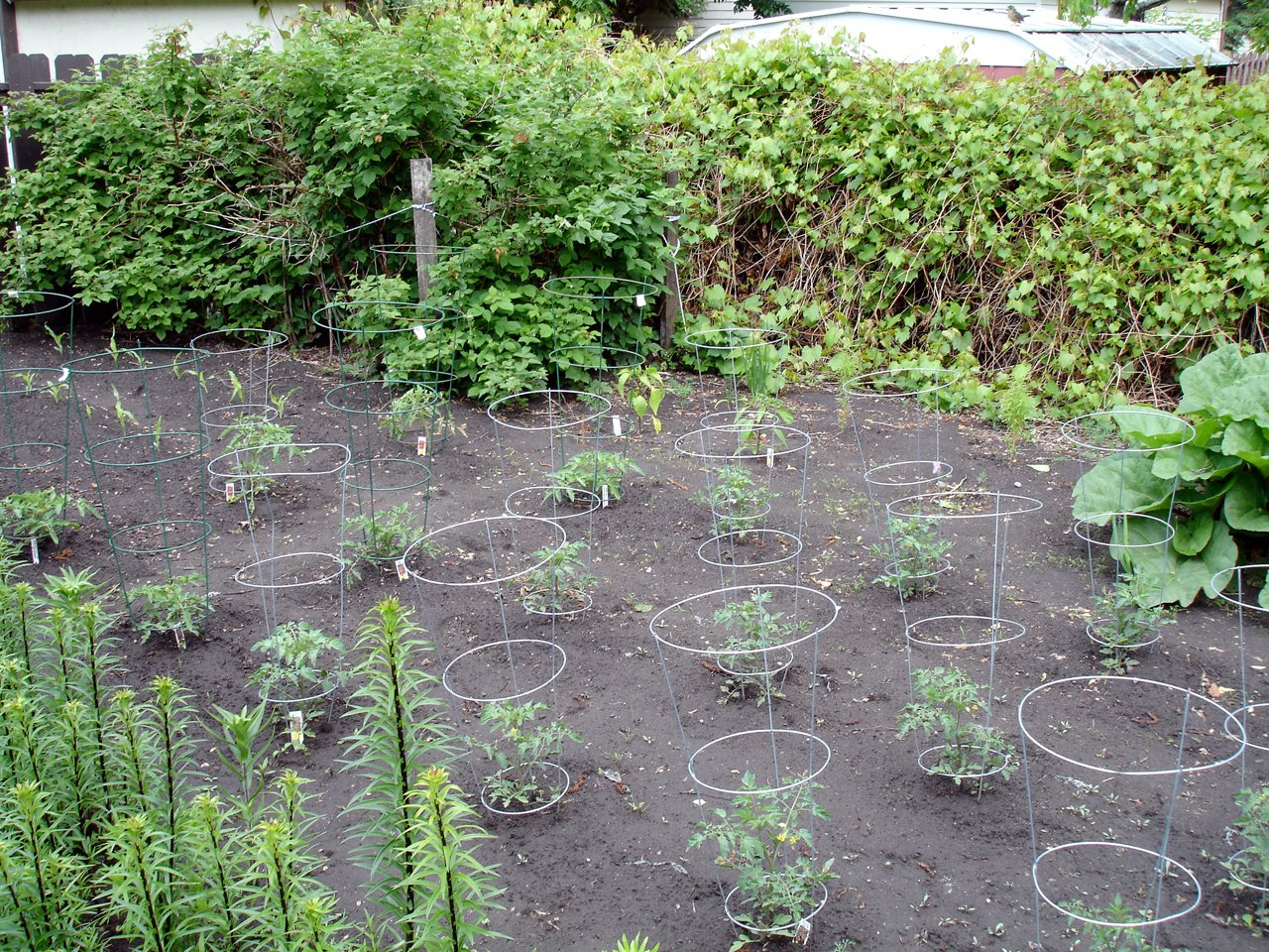 「11株も植えれば十分でしょ」→2カ月後、庭がトマトジャングルになっていた